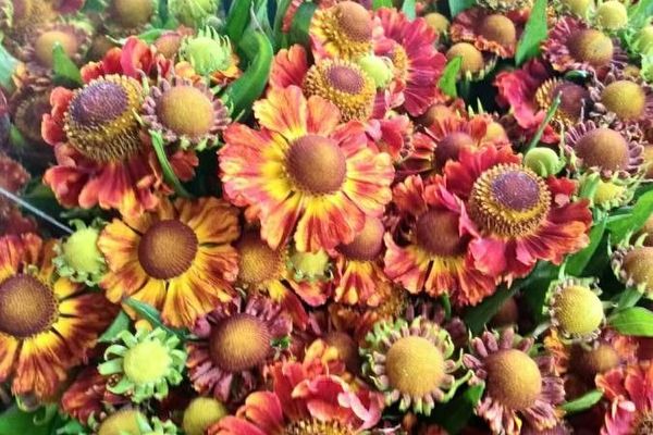 Common sneezeweed