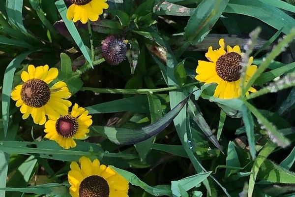 Purplehead sneezeweed