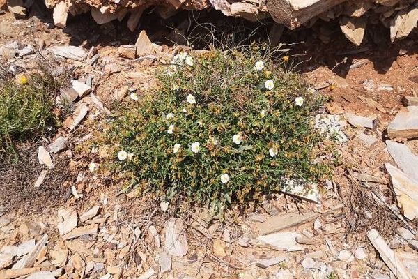 Helianthemum almeriense