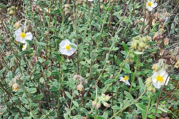 White rock-rose