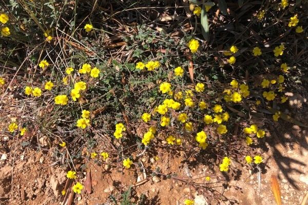 Helianthemum cinereum