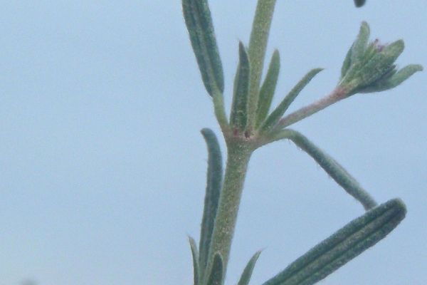 Helianthemum hirtum
