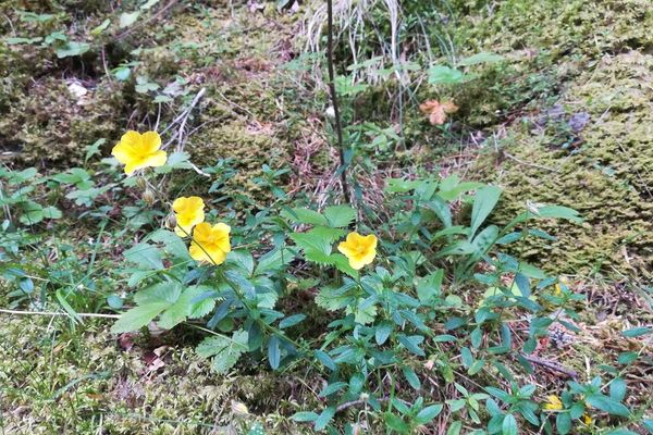Common rock-rose