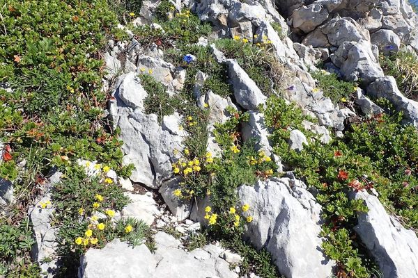 Hoary rock-rose