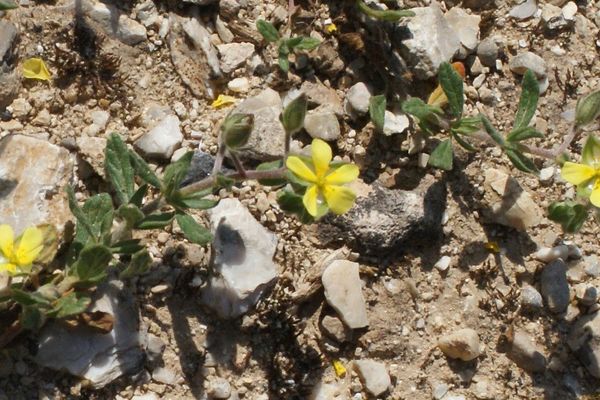 Willowleaf frostweed