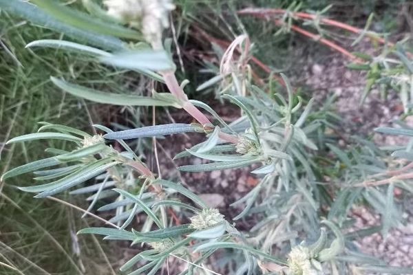 Lavender-leaved rockrose