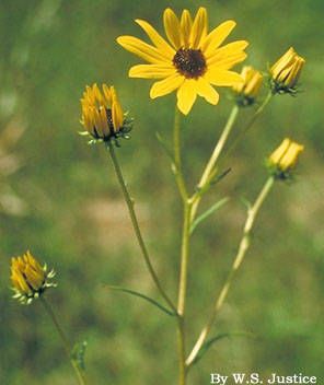 Swamp sunflower