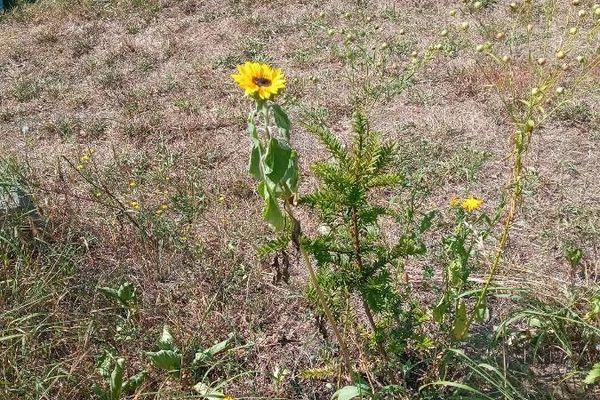 Beach sunflower