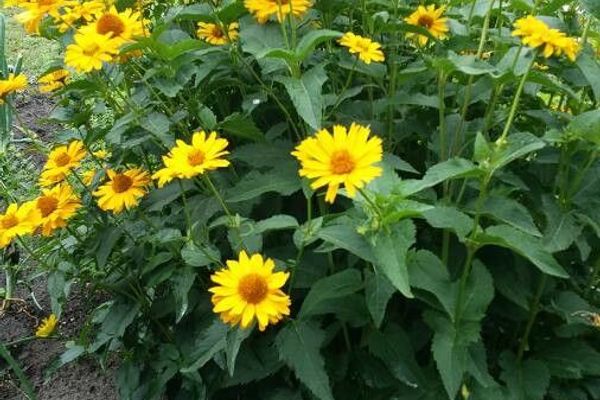 Thin-leaf sunflower