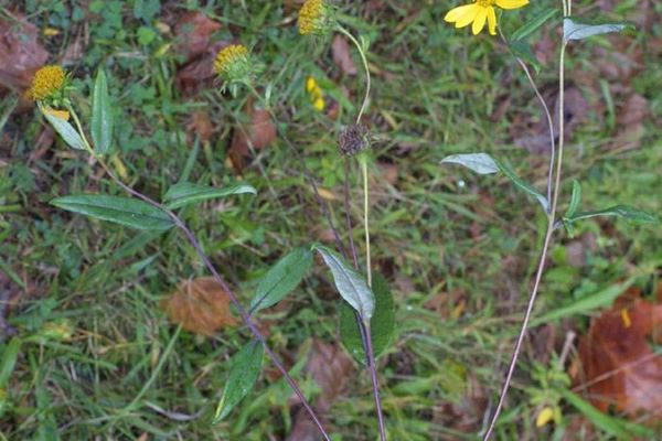 Hairy sunflower
