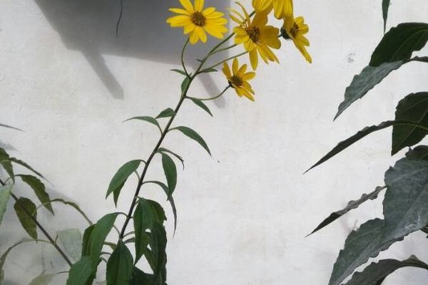 Maximilian's sunflower