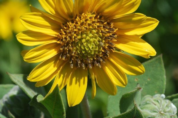 Ashy sunflower