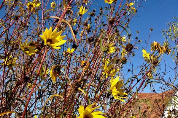 Stiff sunflower