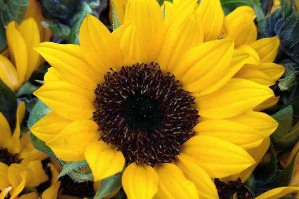 Plains sunflower