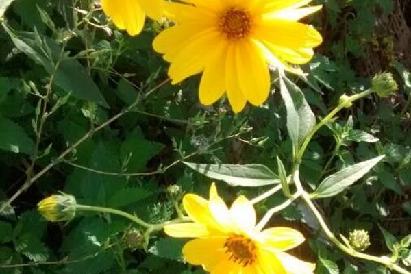 Jerusalem-artichoke