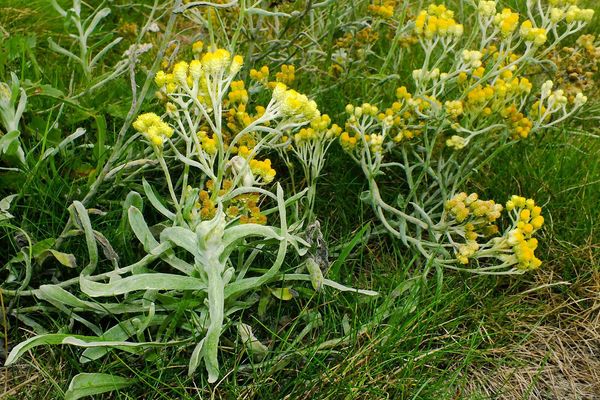 Yellow chasteweed
