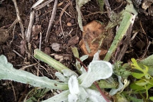Jersey cudweed