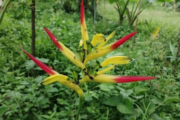 Heliconia hirsuta