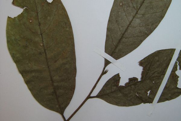 Helicostylis tomentosa