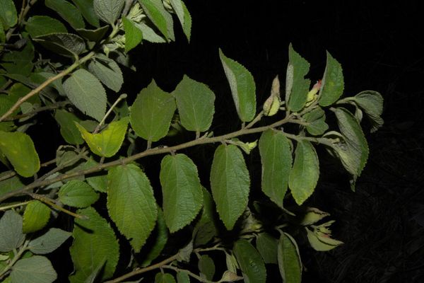 Helicteres guazumifolia