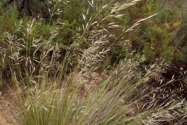 Helictotrichon filifolium