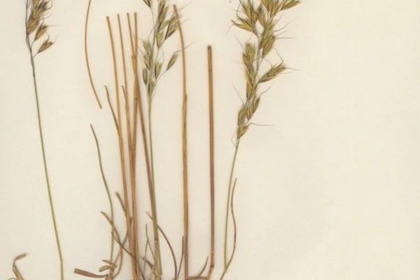 Helictotrichon parlatorei