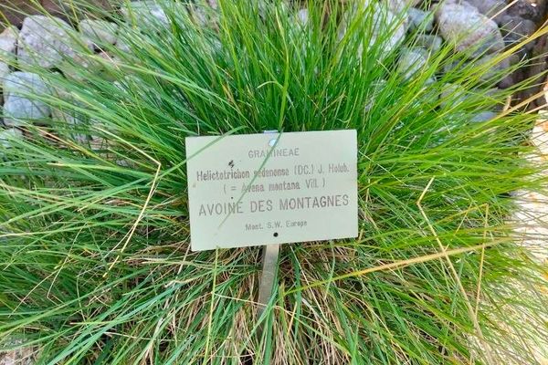 Helictotrichon sedenense