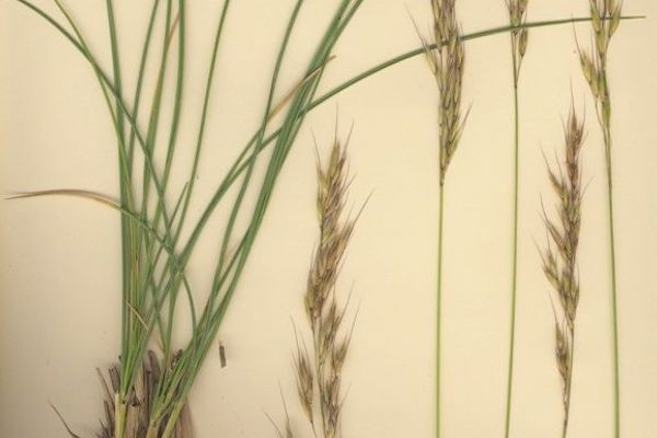 Blue oat-grass