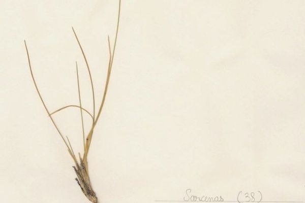 Helictotrichon setaceum
