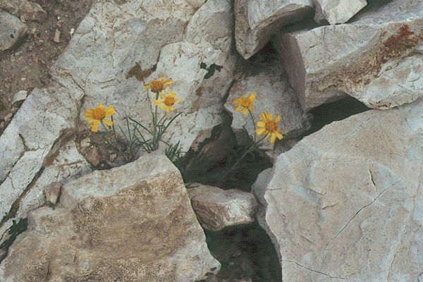 Showy goldeneye