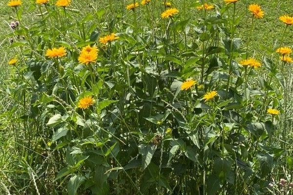 False sunflower