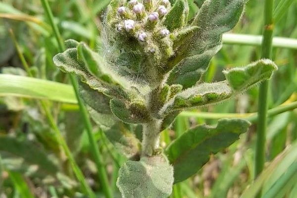 Blue heliotrope