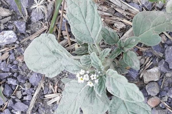 European heliotrope