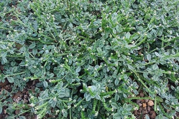 Prostrate heliotrope