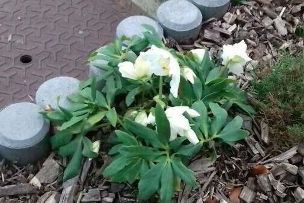Christmas-rose