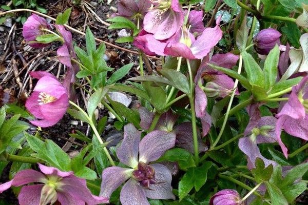 Lenten-rose