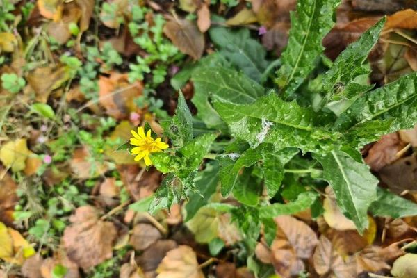Oxtongue