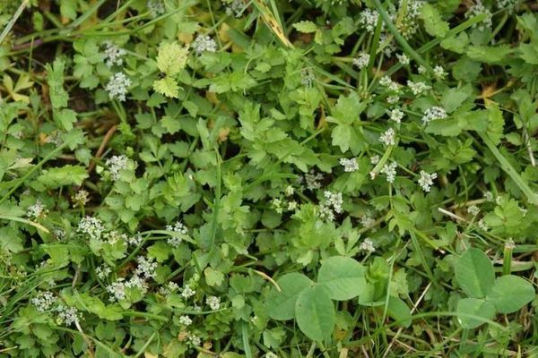 Creeping marshwort