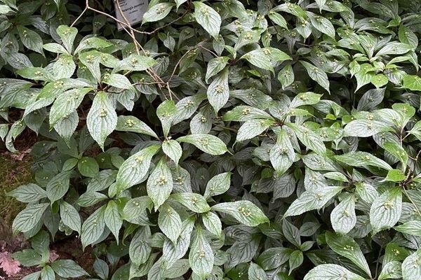 Helwingia japonica