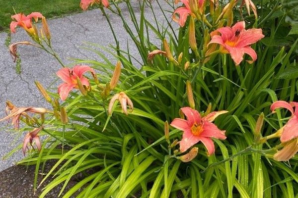 Fulvous day-lily