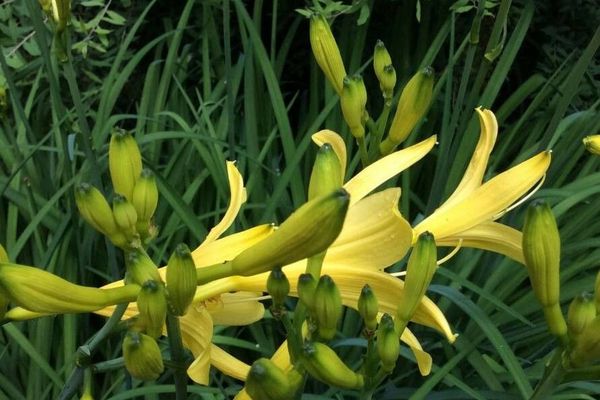 Lemon day-lily