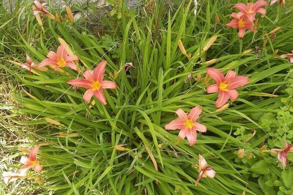 Dwarf yellow day-lily