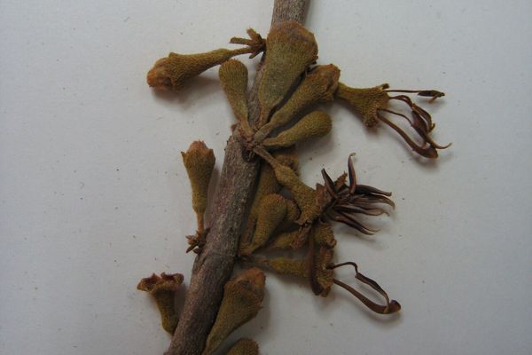 Henriettea ramiflora