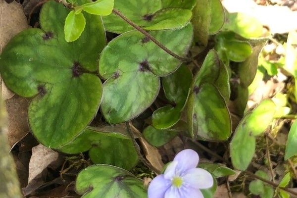 Hepatica