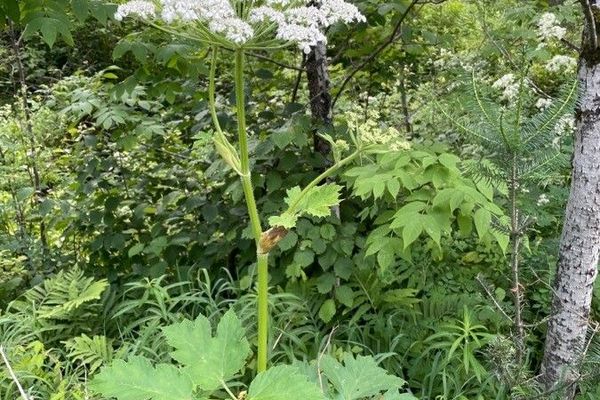 American cow-parsnip