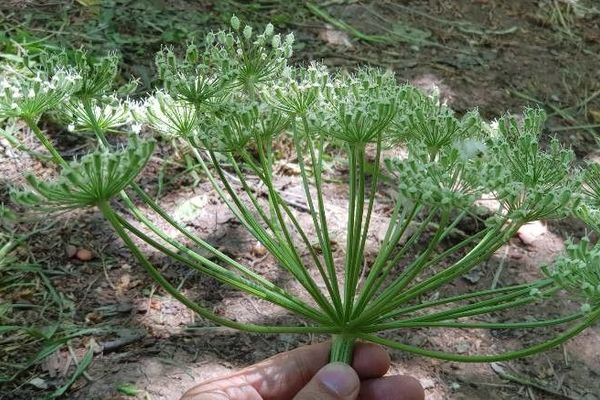 Persian hogweed