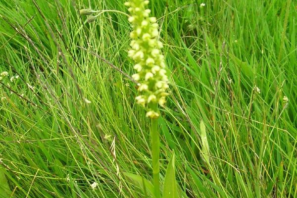 Musk orchid