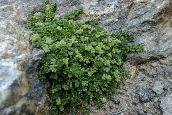Herniaria alpina