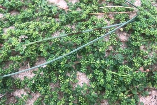 Fringed rupturewort