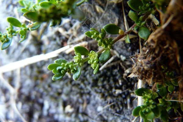 Herniary breastwort
